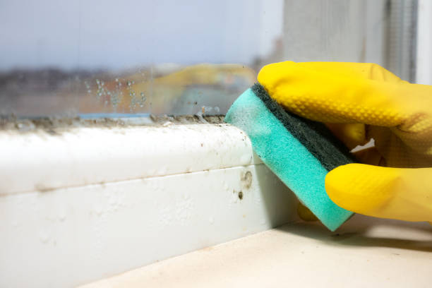 Why You Should Choose Our Mold Remediation Services in Edgefield, SC